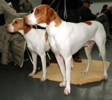 St. Germain Vorstehhund - Braque Saint-Germain